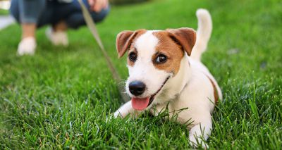 Dogs Trust issues warm weather advice